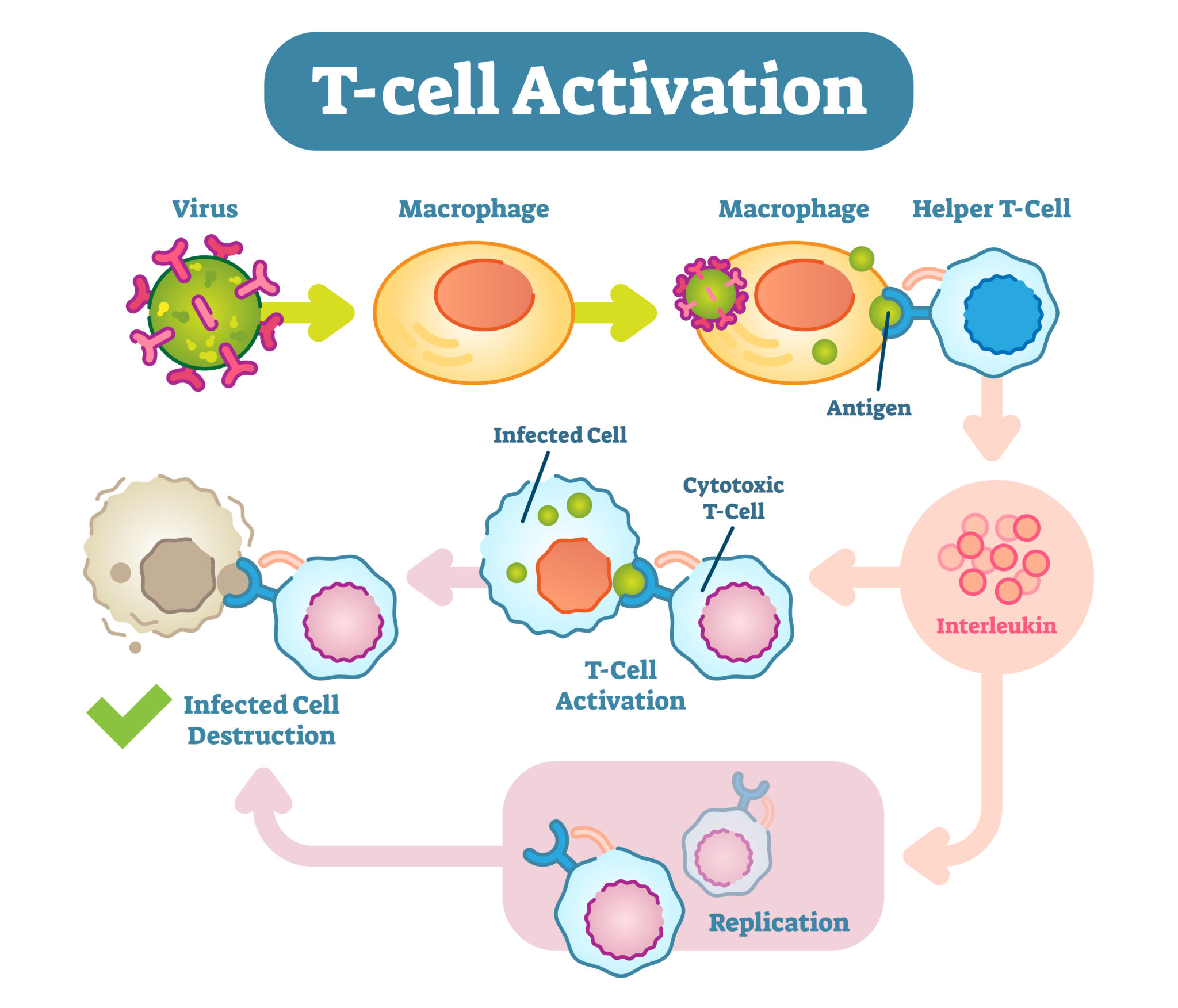 T-Lymphocytes